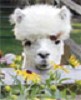 Alpaca Breeding & Sales - Burgis Brook Alpacas located in Canterbury