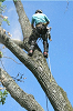 Grimshaw Tree Service